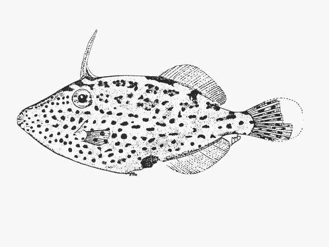 (Thamnaconus Smith, 1949) Род Тамнаконусы, Тамнаконы, Genus Thamnaconus